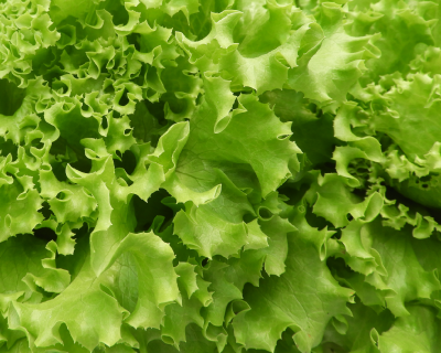 フォレストレタス