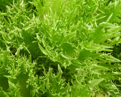 フリルスパークレタス