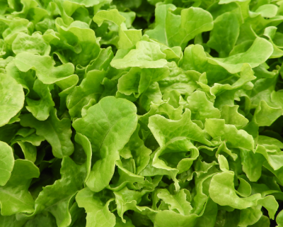 コサージュレタス